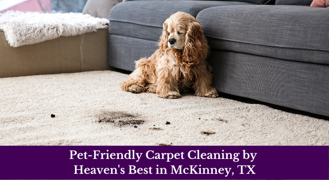 Pet-Friendly Carpet Cleaning by Heaven's Best in McKinney, TX 